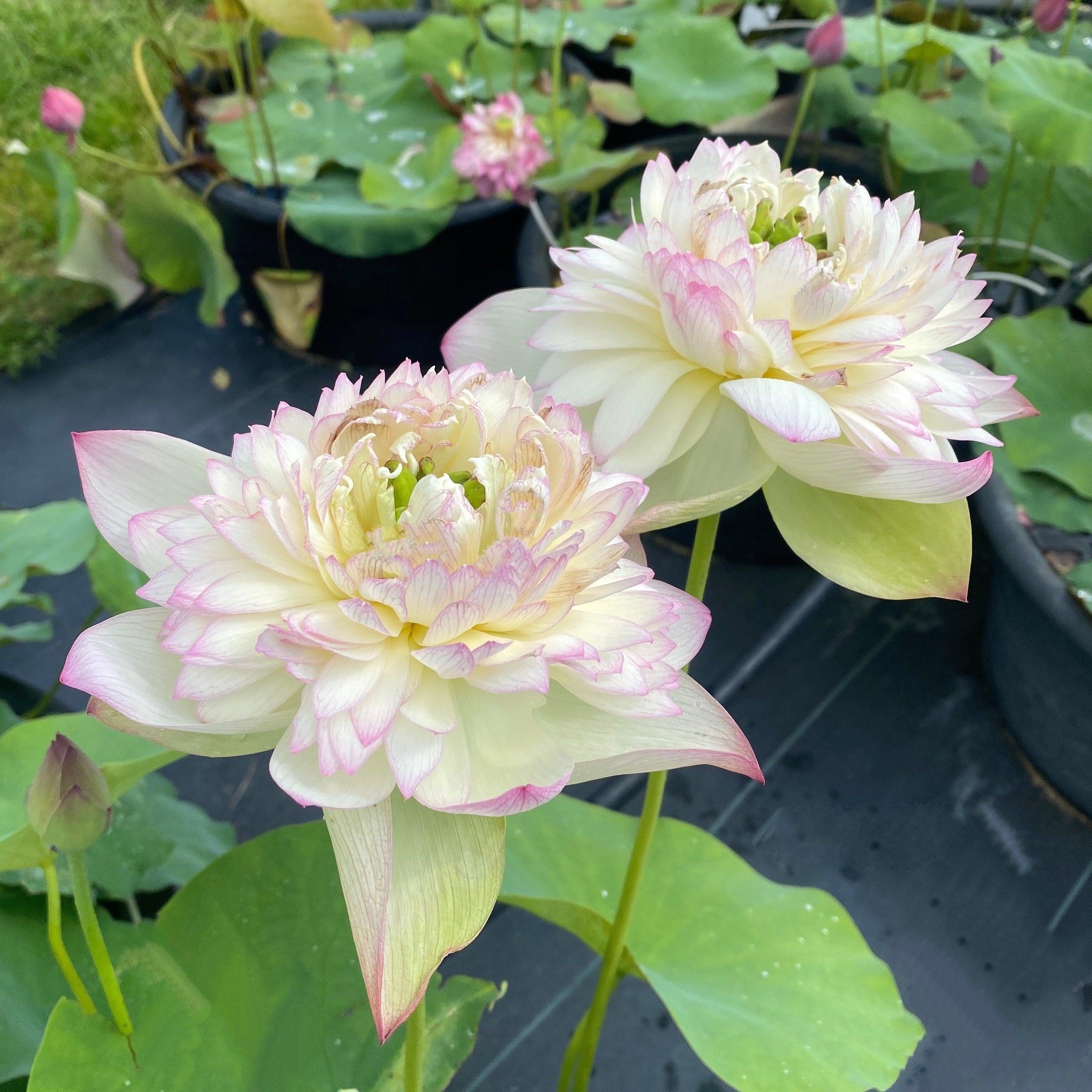 Nanzhou Buddha's Light - Prolific bloomer Lotus (Bare Root) - Play It Koi