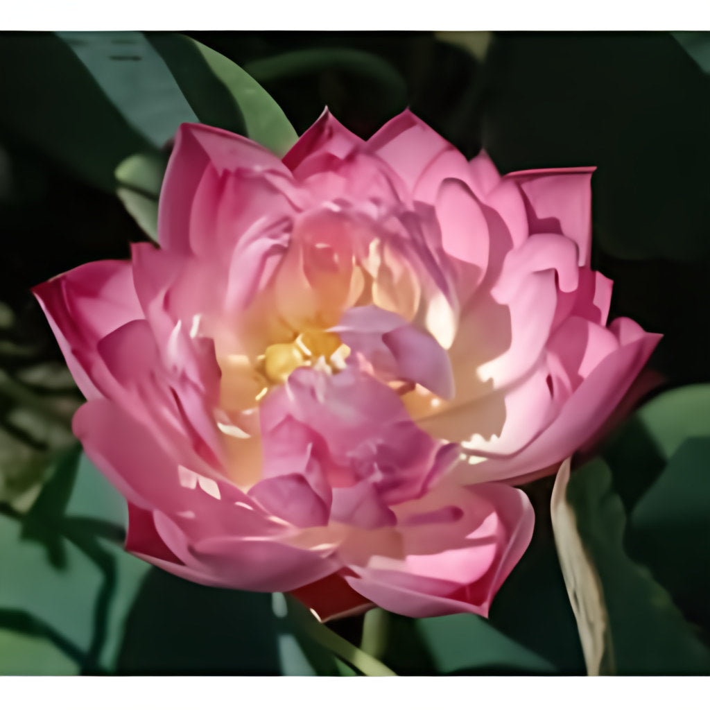 Nelumbo Nucifera 'Chinese Double Rose' Lotus (Bare Root) - Play It Koi