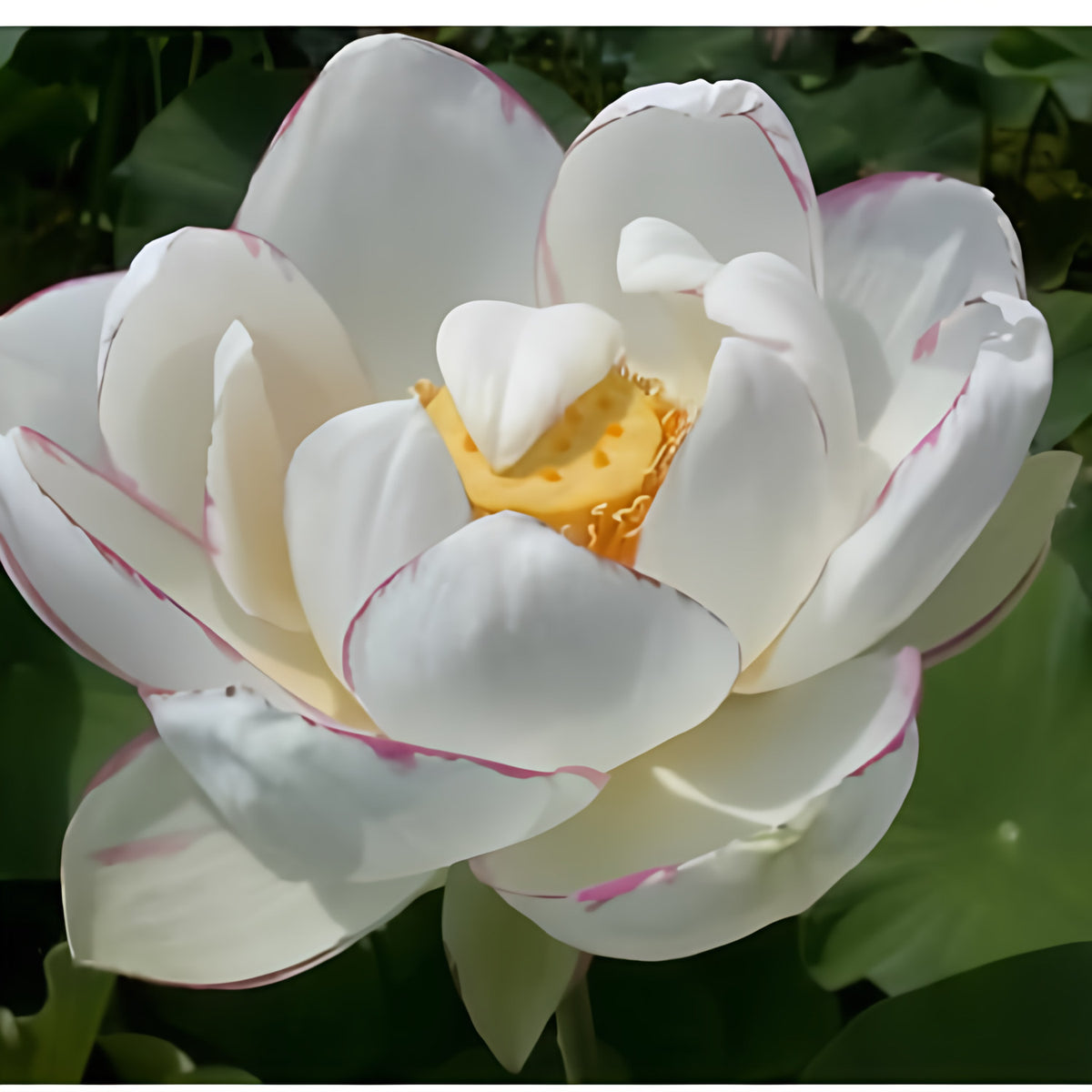 Nelumbo Nucifera 'Empress' Lotus (Bare Root) - Play It Koi