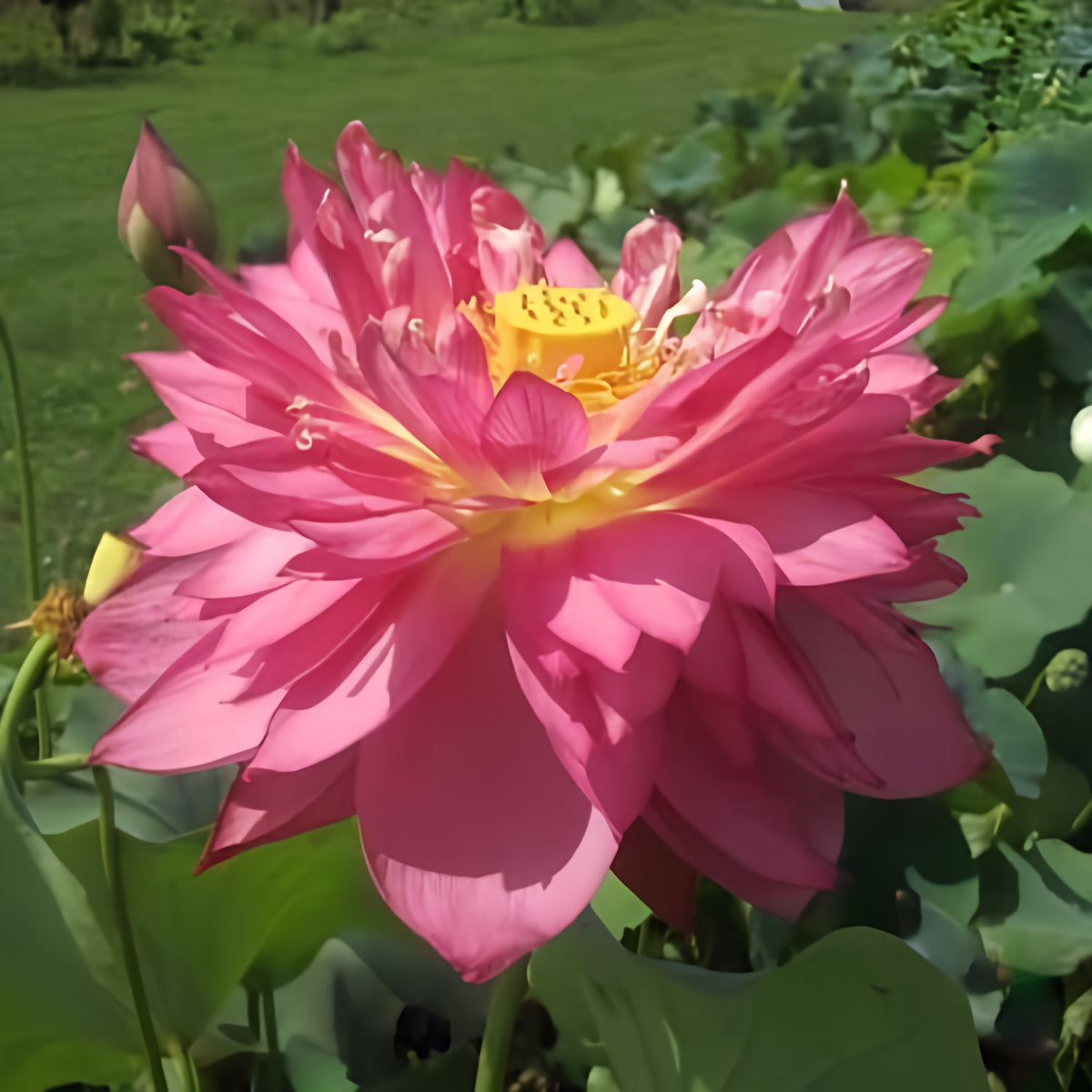 Nelumbo Nucifera 'Long Petal Peach-Red' Lotus (Bare Root) - Play It Koi