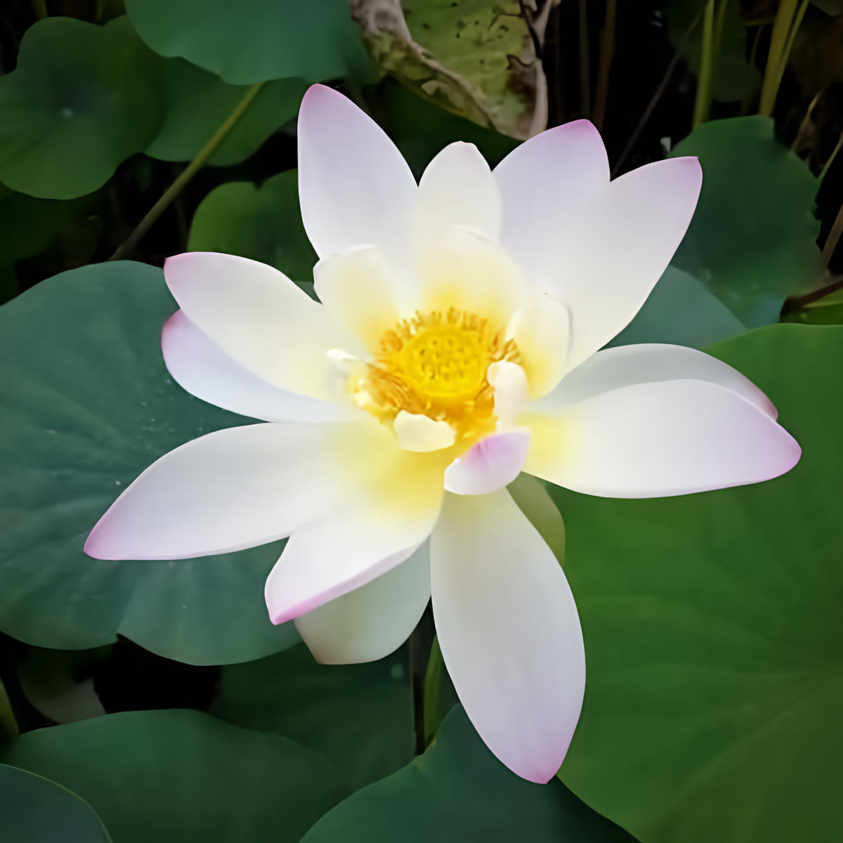 Nelumbo Nucifera 'Oriole Out of Water' Lotus (Bare Root) - Play It Koi