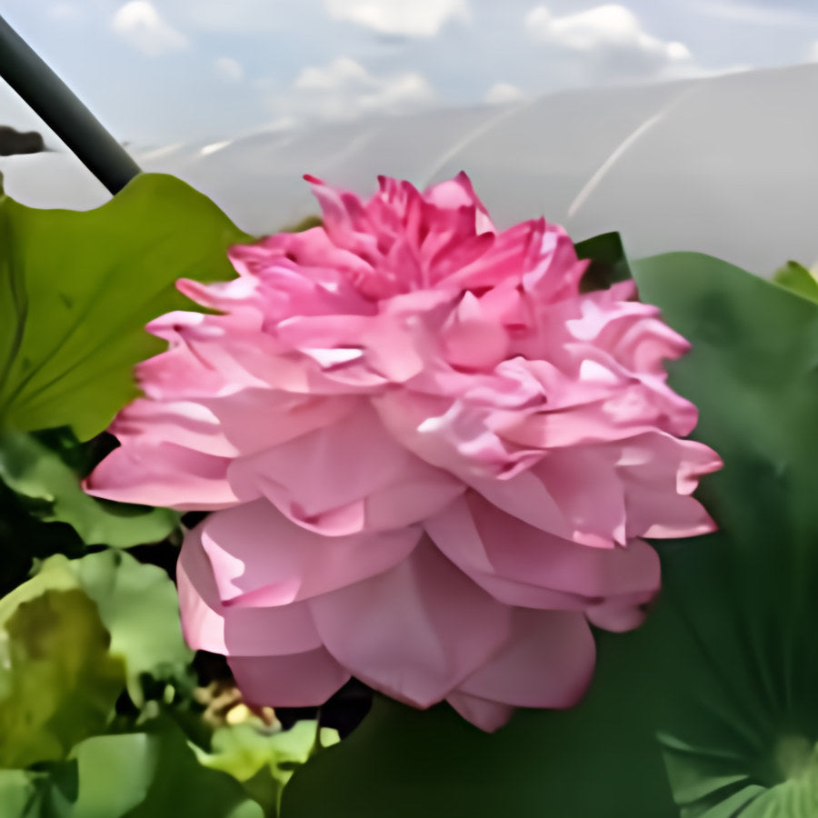Nelumbo Nucifera 'Yiliang Thousand Petals' Lotus (Bare Root) - Play It Koi