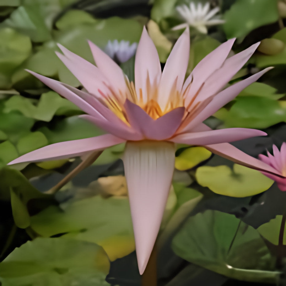 Nymphaea 'August Siebert' Tropical Day Blooming Lily (Bare Root) - Play It Koi