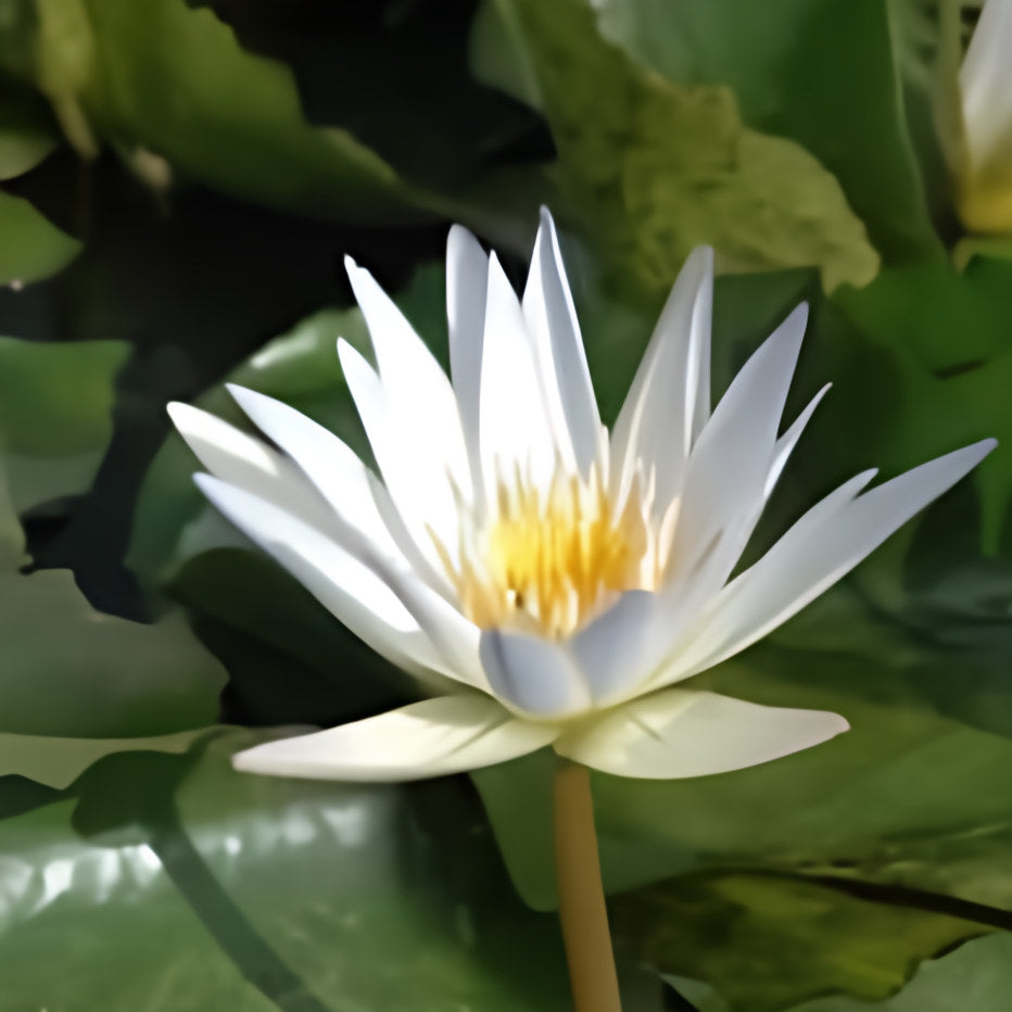 Nymphaea 'Charles Thomas' - Light Blue Day Blooming Tropical Waterlily (Bare Root) - Play It Koi