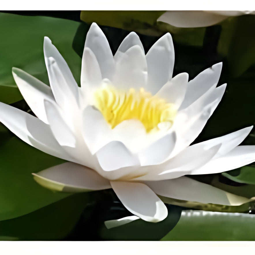 Nymphaea 'Hermine' White Hardy Lily (Bare Root) - Play It Koi