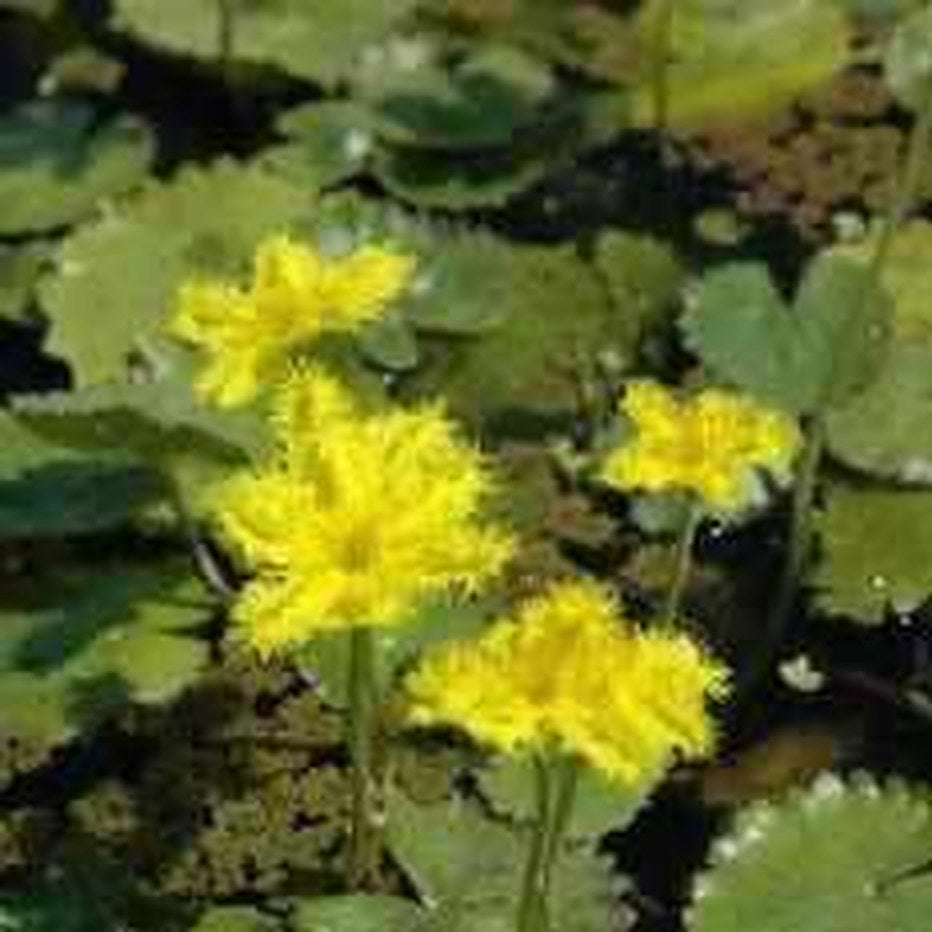 Nymphoides Crenata - 'Ruffled Snowflake' (Bare Root) - Play It Koi