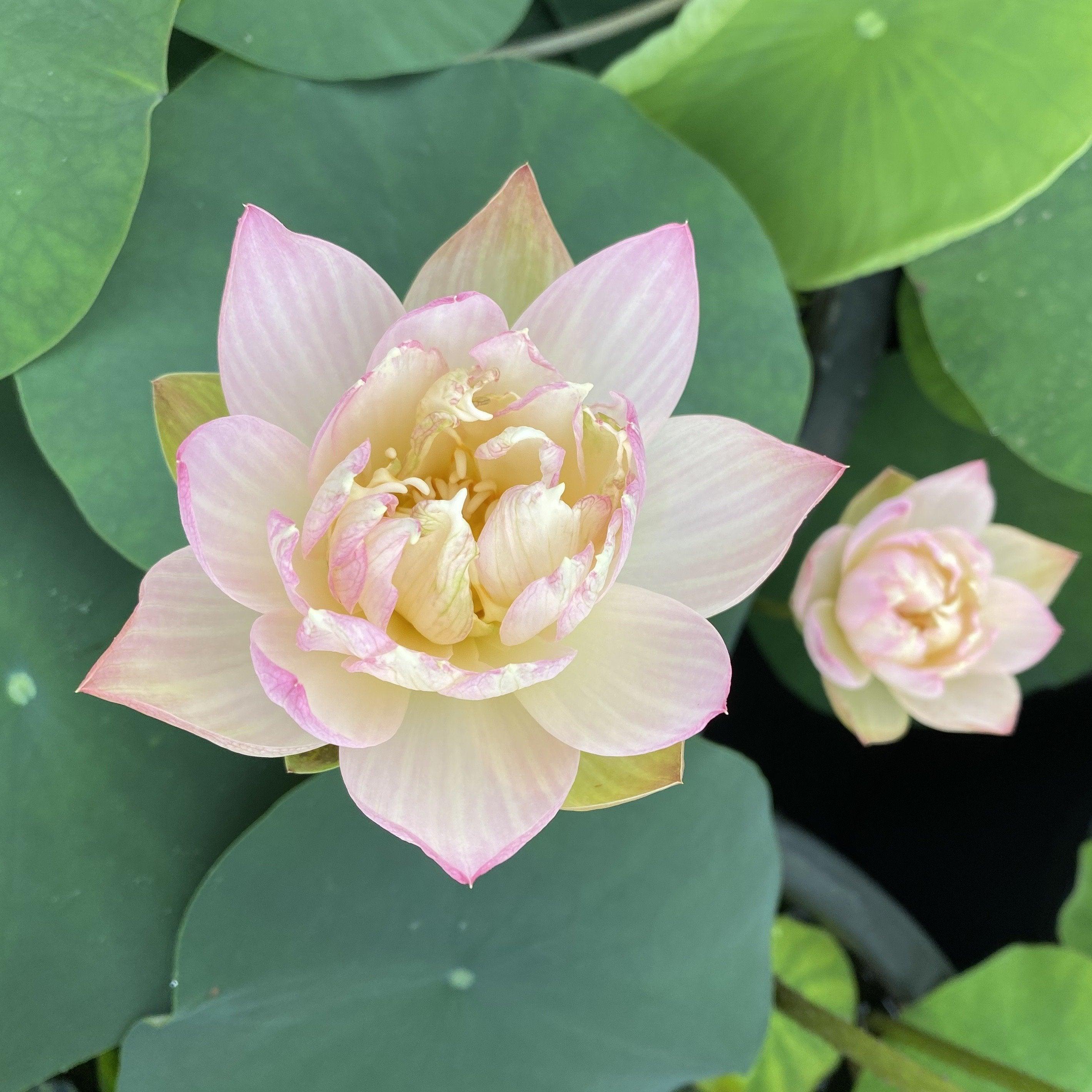 TMC Oriole Out of Water Lotus - Thumbnail 2