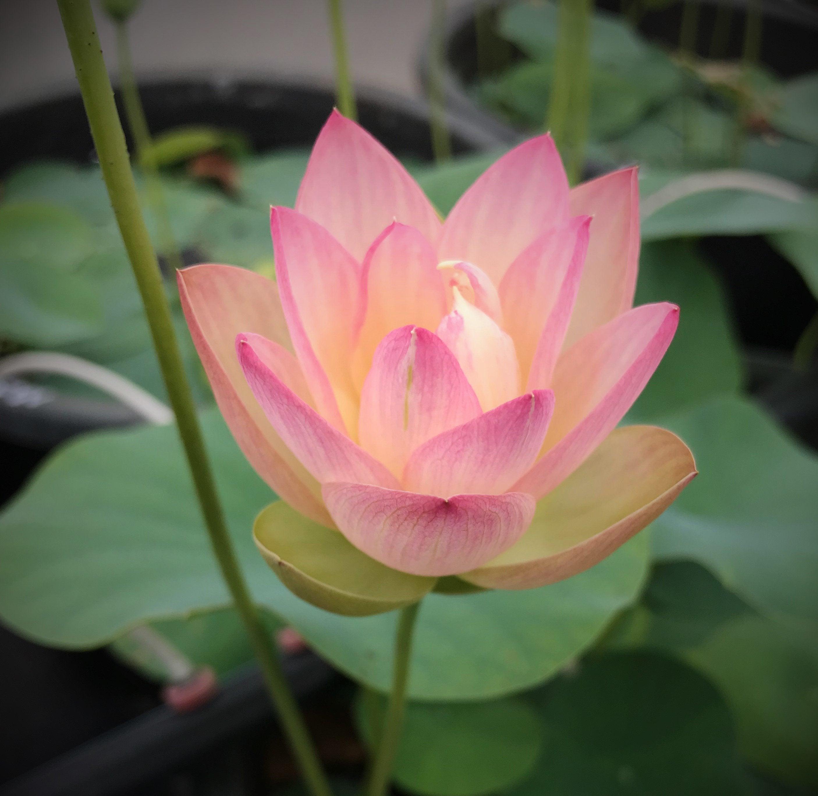 Oriole Out of Water Lotus (Bare Root) - Play It Koi