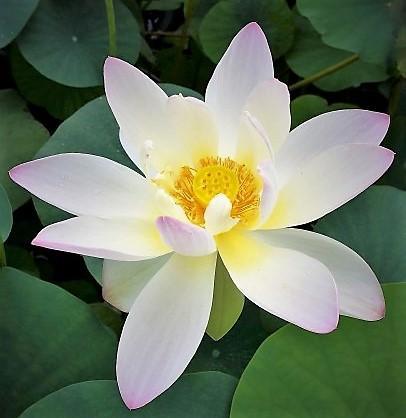 TMC Oriole Out of Water Lotus