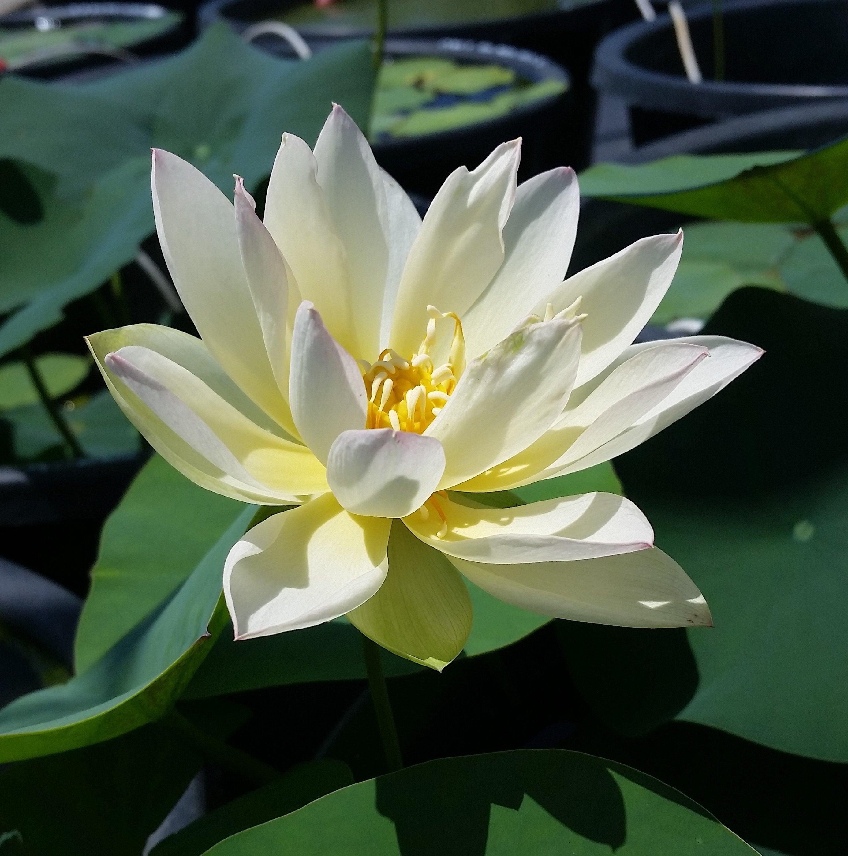 TMC Oriole Out of Water Lotus - Thumbnail 3