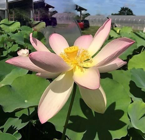 Patricia Garrett Lotus (Bare Root) - Play It Koi