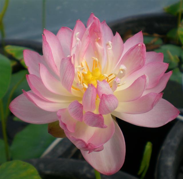 Peach with Raindrops Lotus (Bare Root) - Play It Koi
