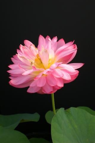 Peach with Raindrops Lotus (Bare Root) - Play It Koi