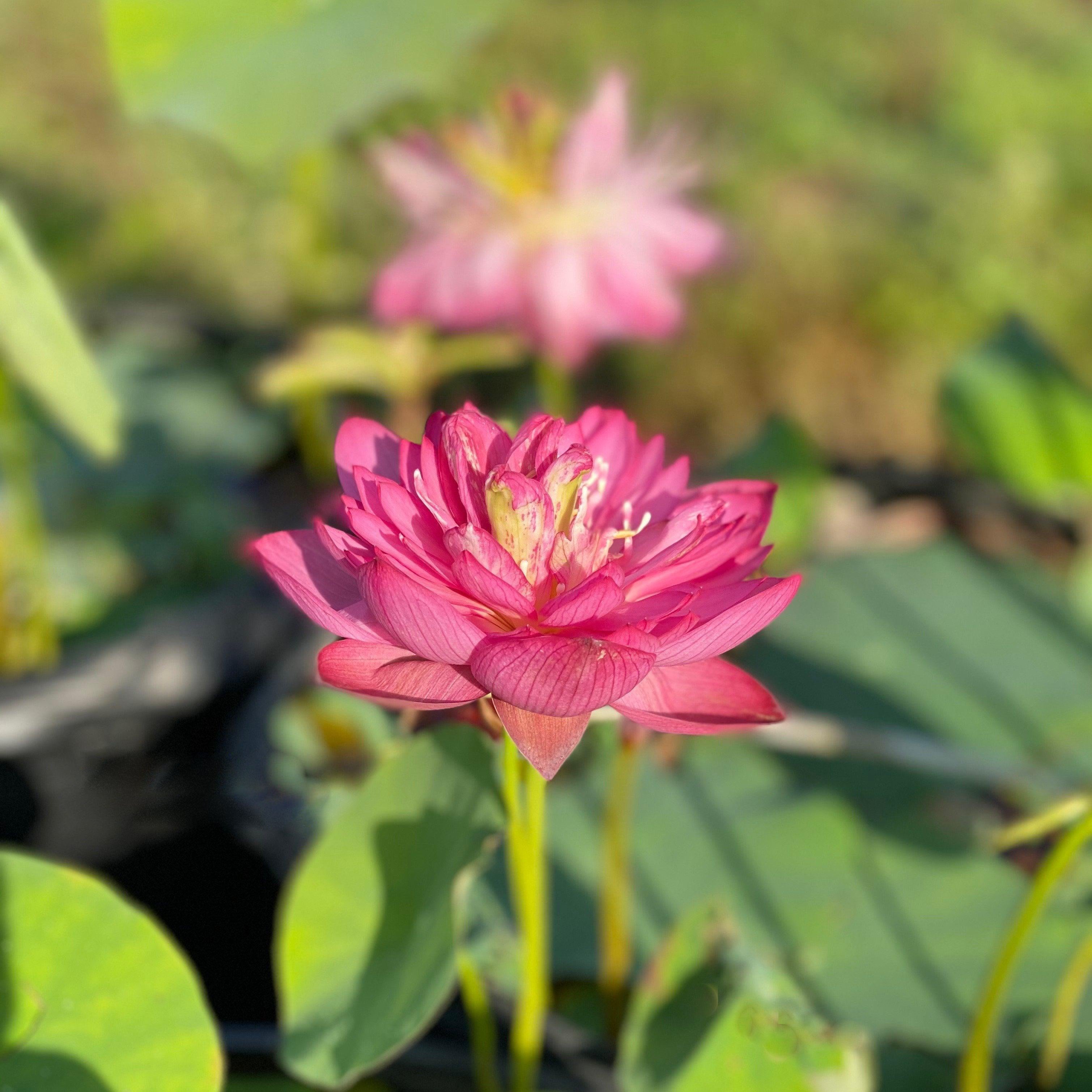 Pearls on a Red Plate -Super Bloomer Lotus (Bare Root) - Play It Koi