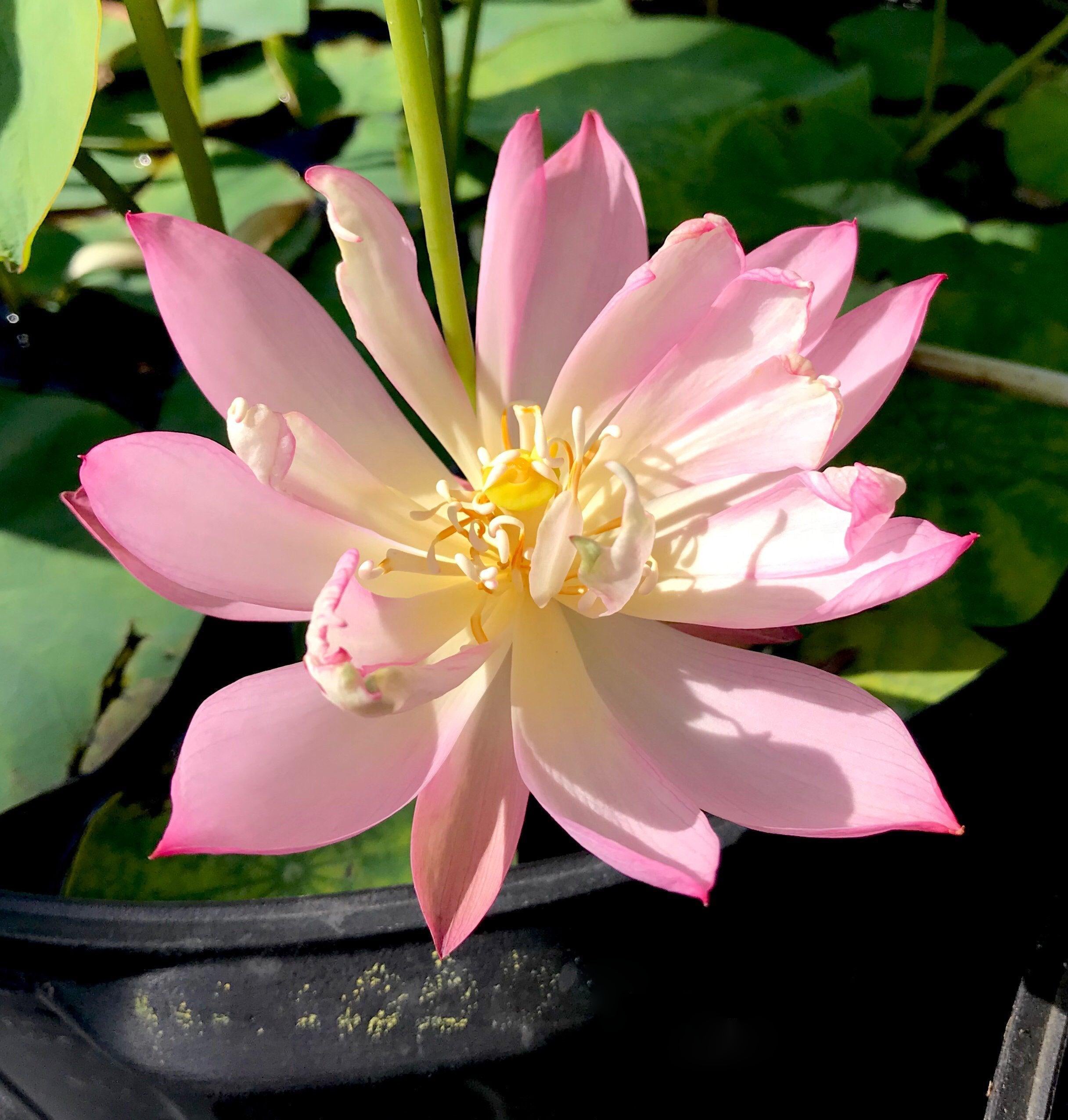 PeeBee Pink - Mini Pink Perfection Lotus (Bare Root) - Play It Koi