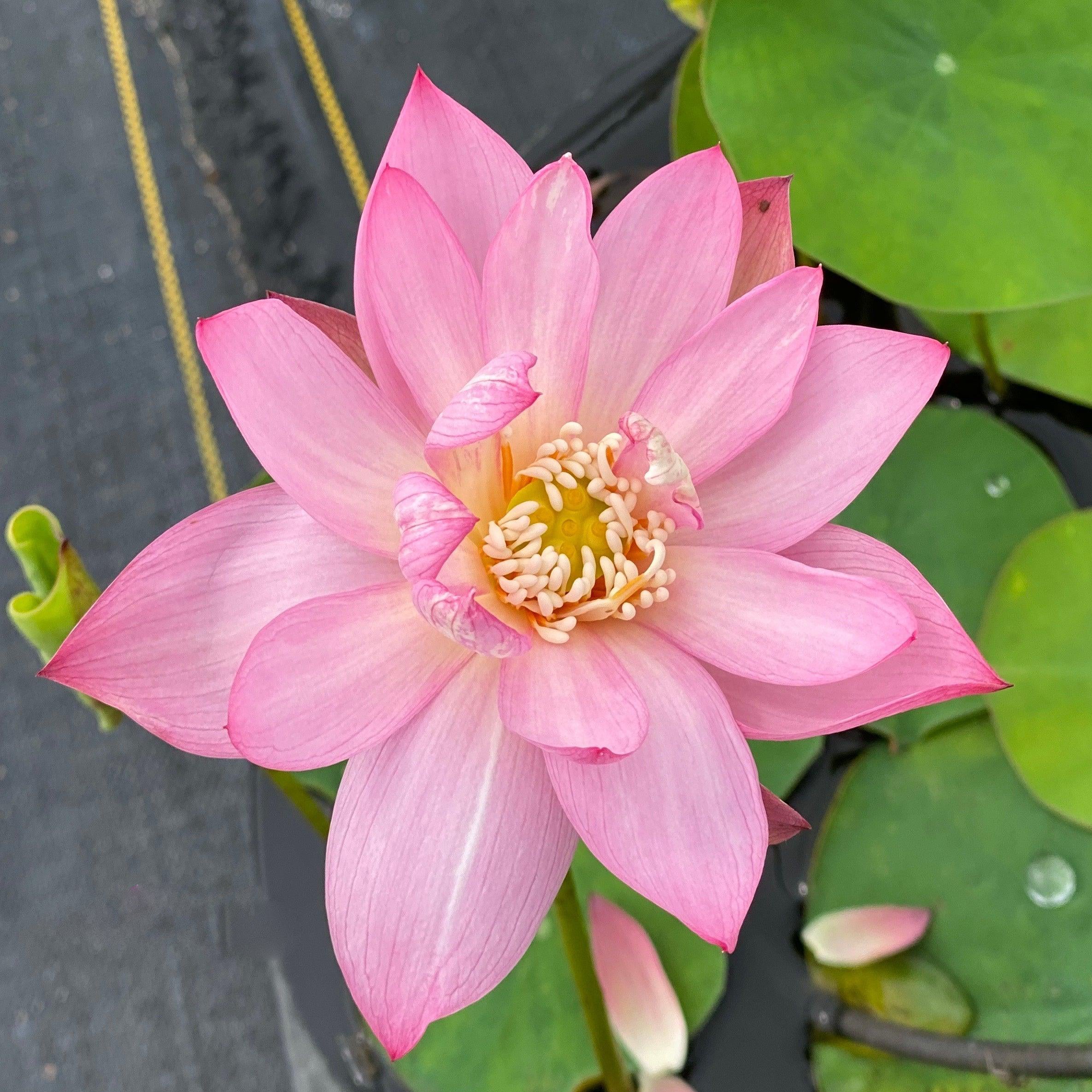 PeeBee Pink - Mini Pink Perfection Lotus (Bare Root) - Play It Koi