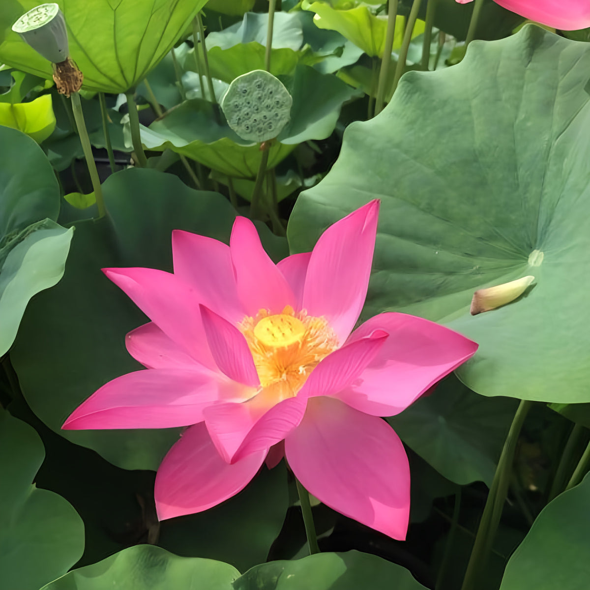 Pekinensis Rubra Lotus (Bare Root) - Play It Koi