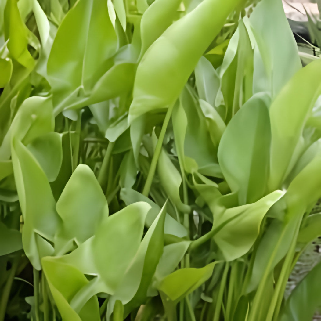 Peltandra Virginica - Arrow-Arum (Bare Root) - Play It Koi