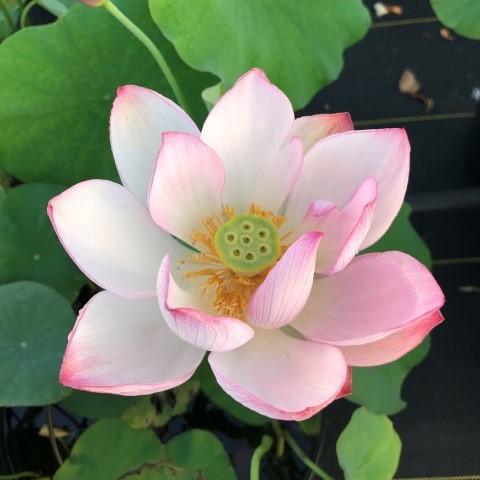 Peppermint Pink Lotus (Bare Root) - Play It Koi