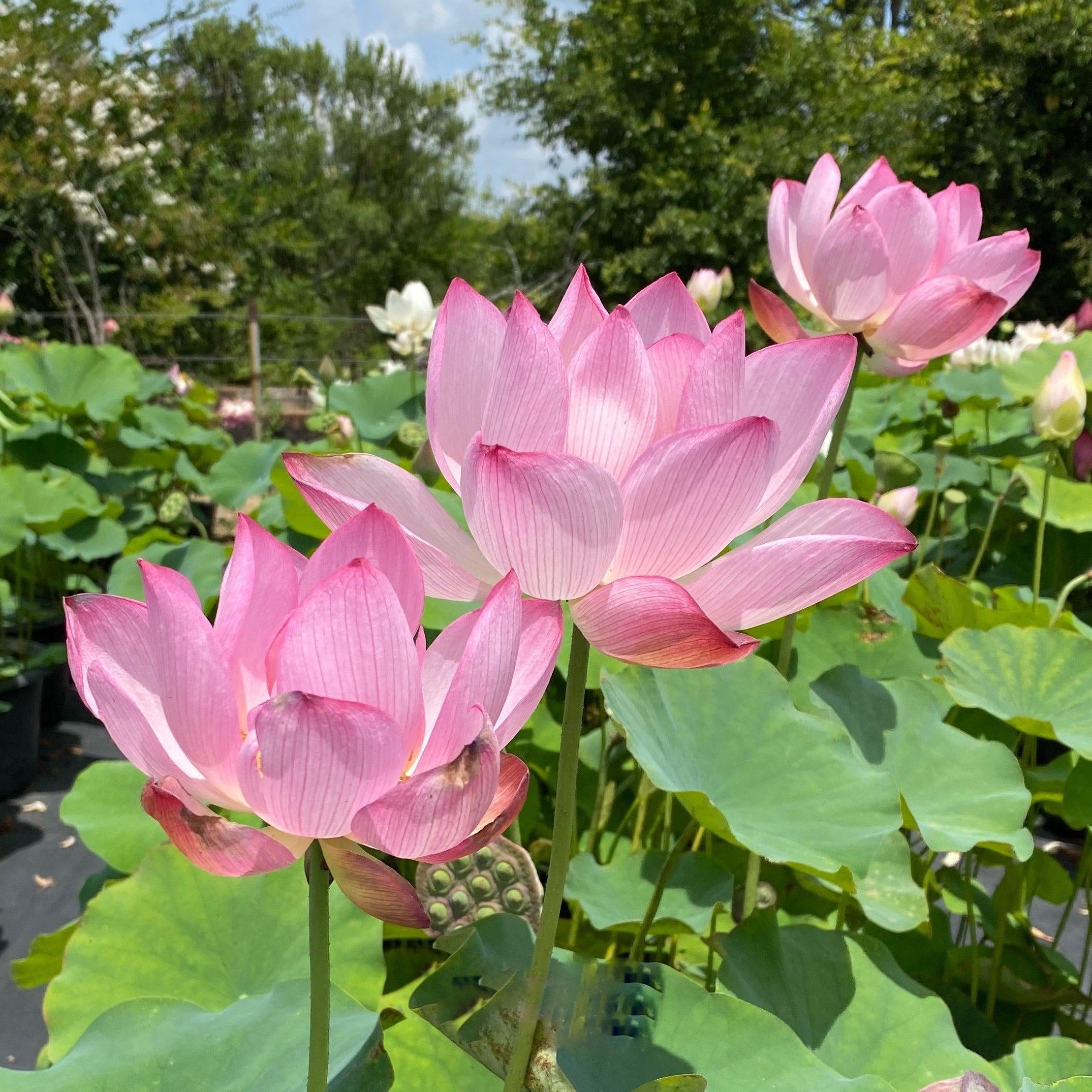 Peppermint Pink Lotus (Bare Root) - Play It Koi