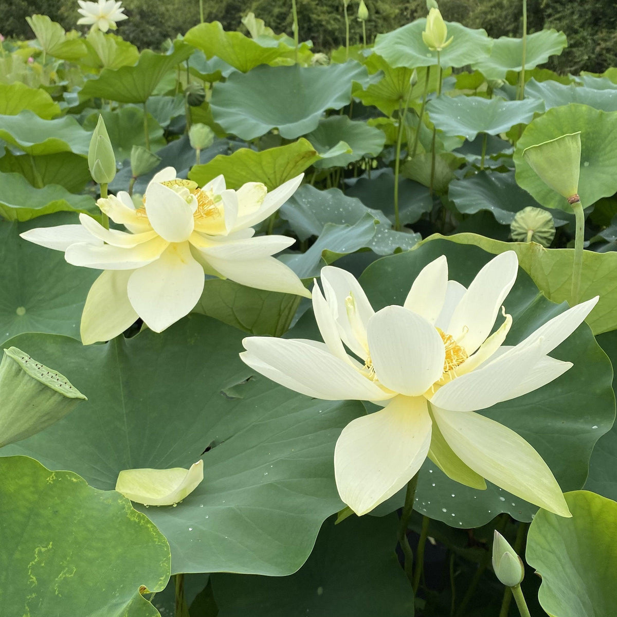 Nelumbo Nucifera 'Perrys Giant Sunburst' Loto (raíz desnuda)