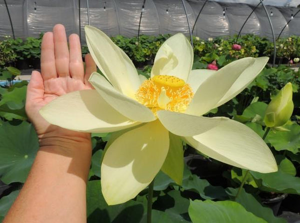 Nelumbo Nucifera 'Perrys Giant Sunburst' Loto (raíz desnuda)