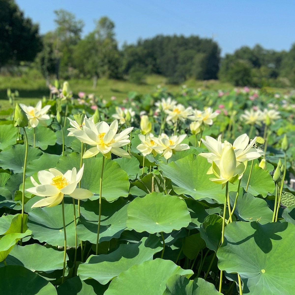 Nelumbo Nucifera 'Perrys Giant Sunburst' Loto (raíz desnuda)