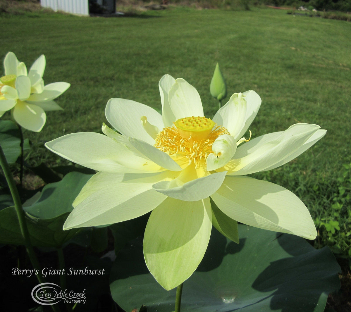 Nelumbo Nucifera 'Perrys Giant Sunburst' Loto (raíz desnuda)