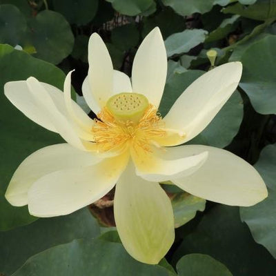 Nelumbo Nucifera 'Perrys Giant Sunburst' Loto (raíz desnuda)