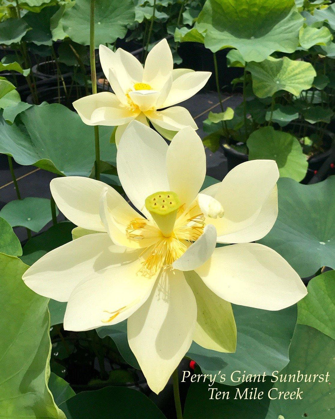 Nelumbo Nucifera 'Perrys Giant Sunburst' Loto (raíz desnuda)