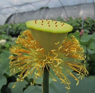 Nelumbo Nucifera 'Perrys Giant Sunburst' Loto (raíz desnuda)