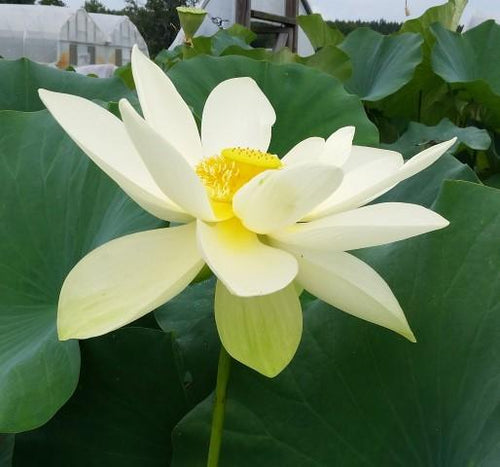 Nelumbo Nucifera 'Perrys Giant Sunburst' Loto (raíz desnuda)