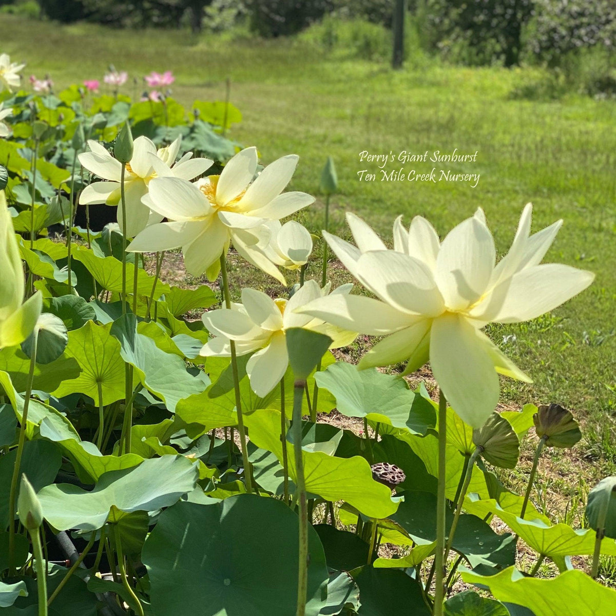 Nelumbo Nucifera 'Perrys Giant Sunburst' Lotus (Bare Root)