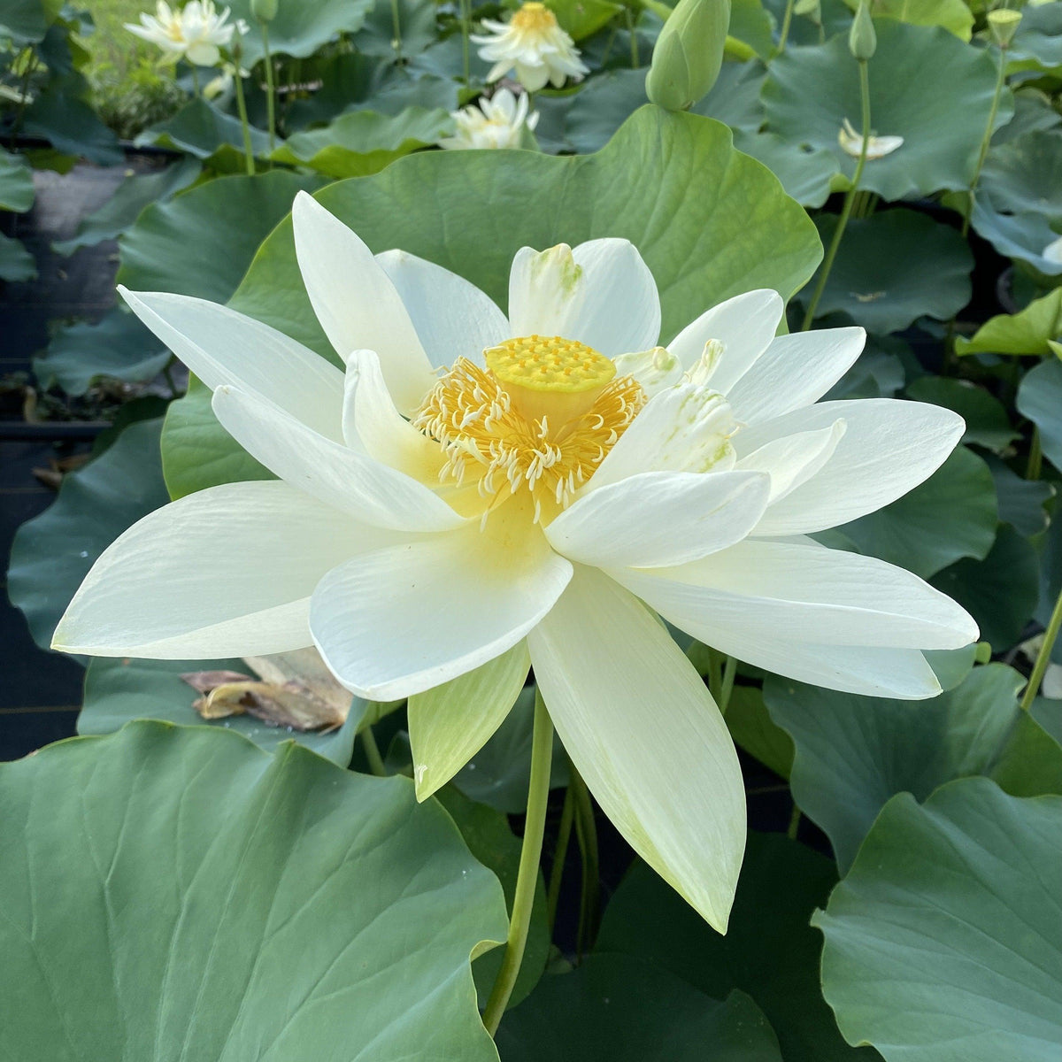 Nelumbo Nucifera 'Perrys Giant Sunburst' Loto (raíz desnuda)