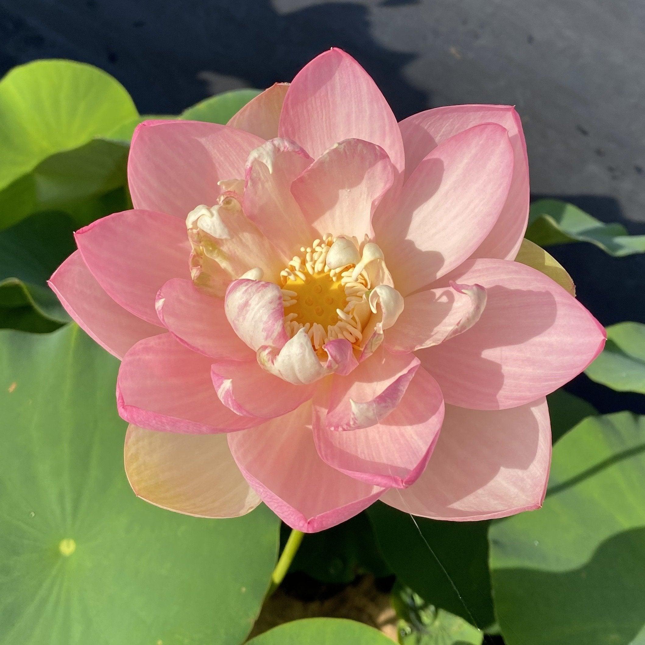 Perry's Super Star Lotus (Bare Root) - Play It Koi