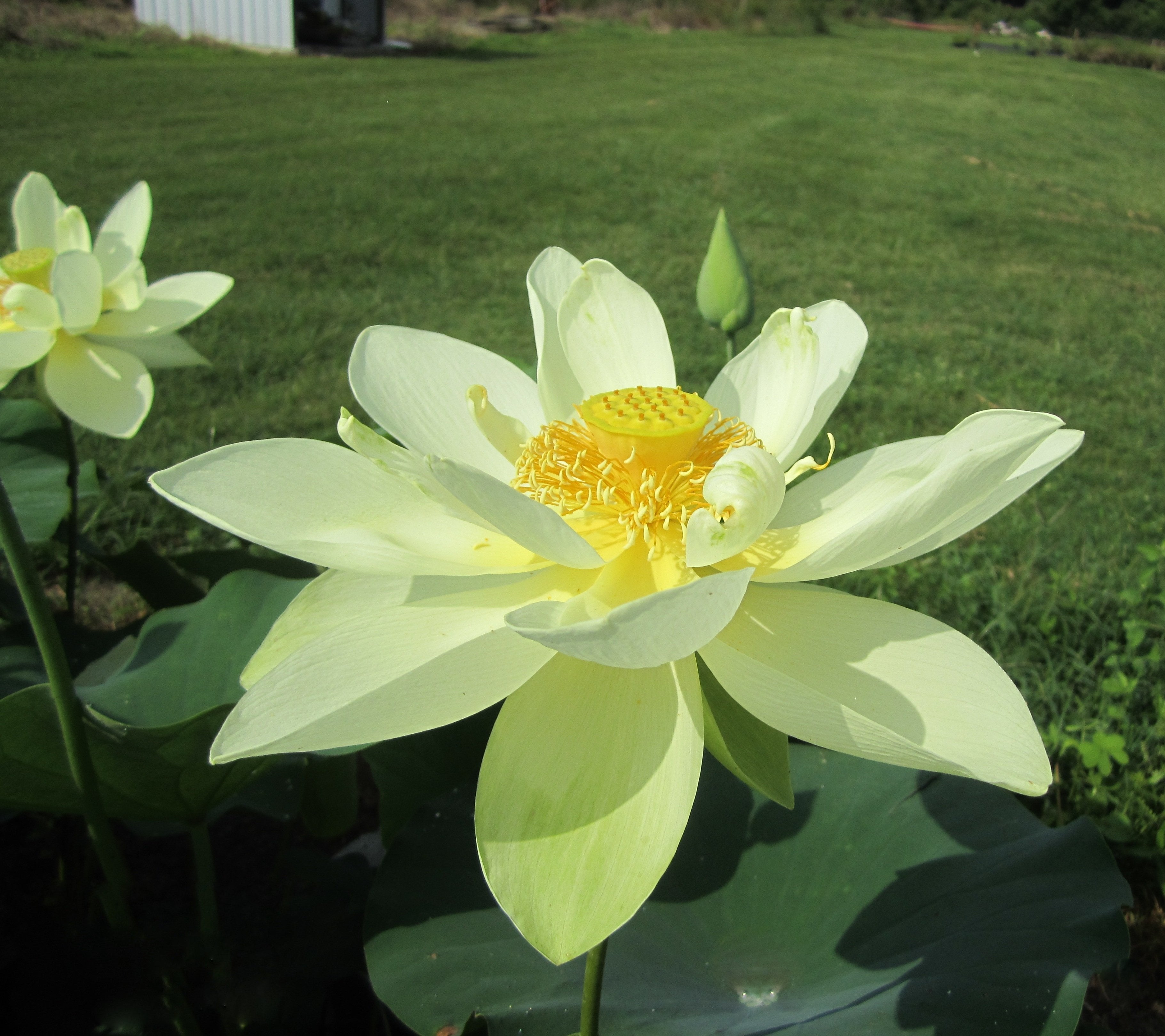 Perry's Giant Sunburst Lotus (Bare Root)