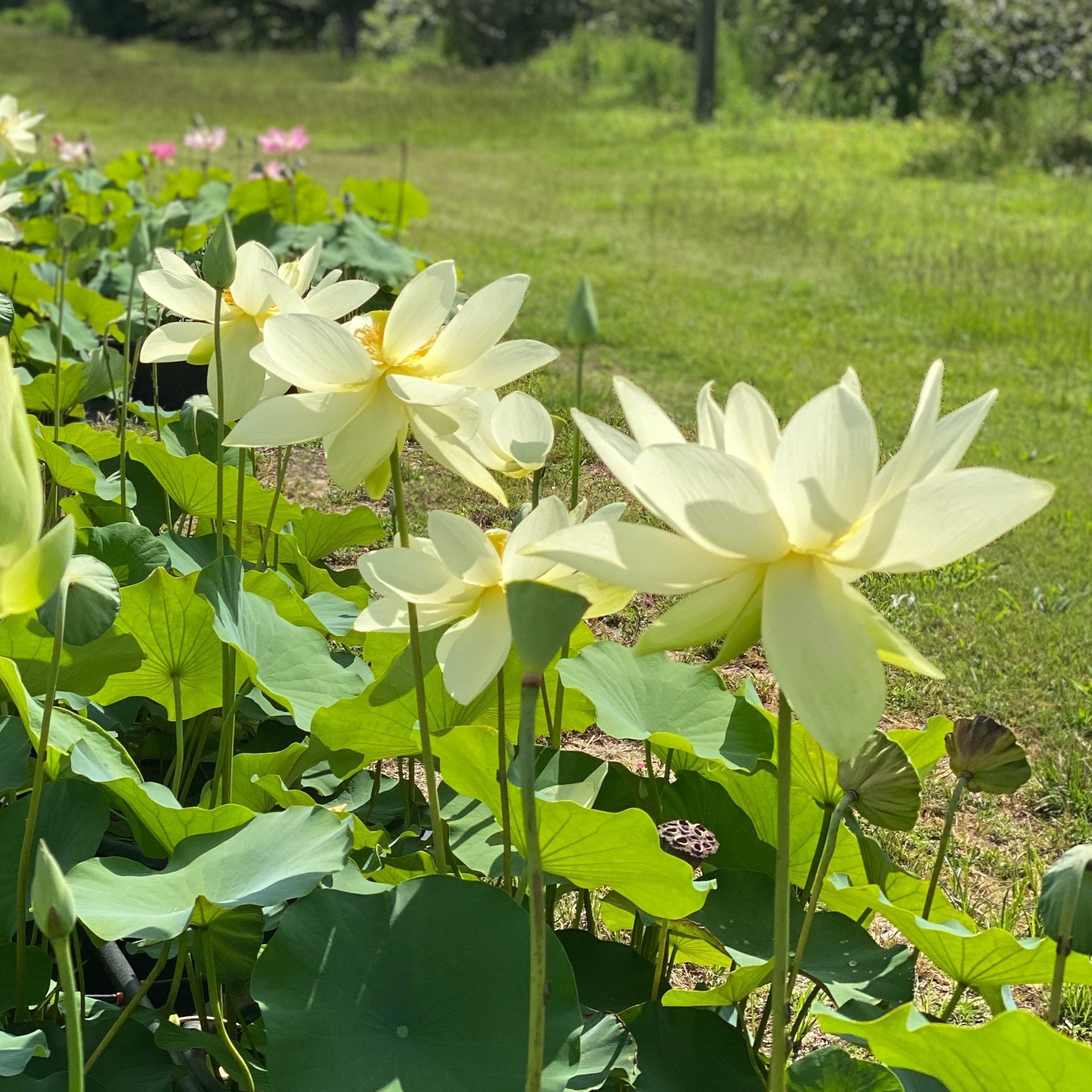 Perry's Giant Sunburst Lotus (Bare Root)