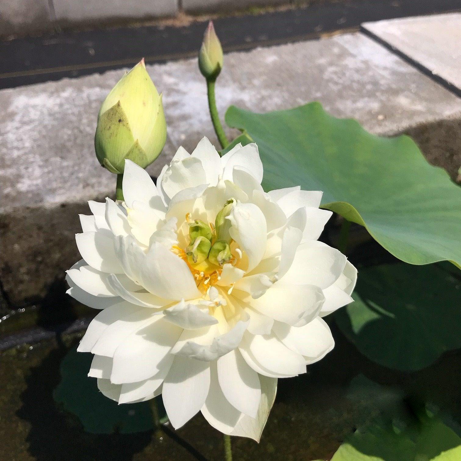 Petite Brocade Edge - Pure White Lotus (Bare Root) - Play It Koi