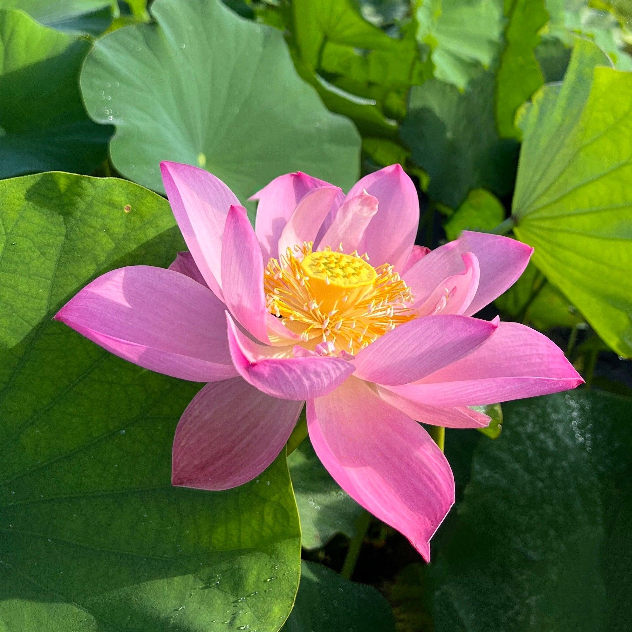 Pink-A-Licious - Sizzling Hot Pink Lotus (Bare Root) - Play It Koi