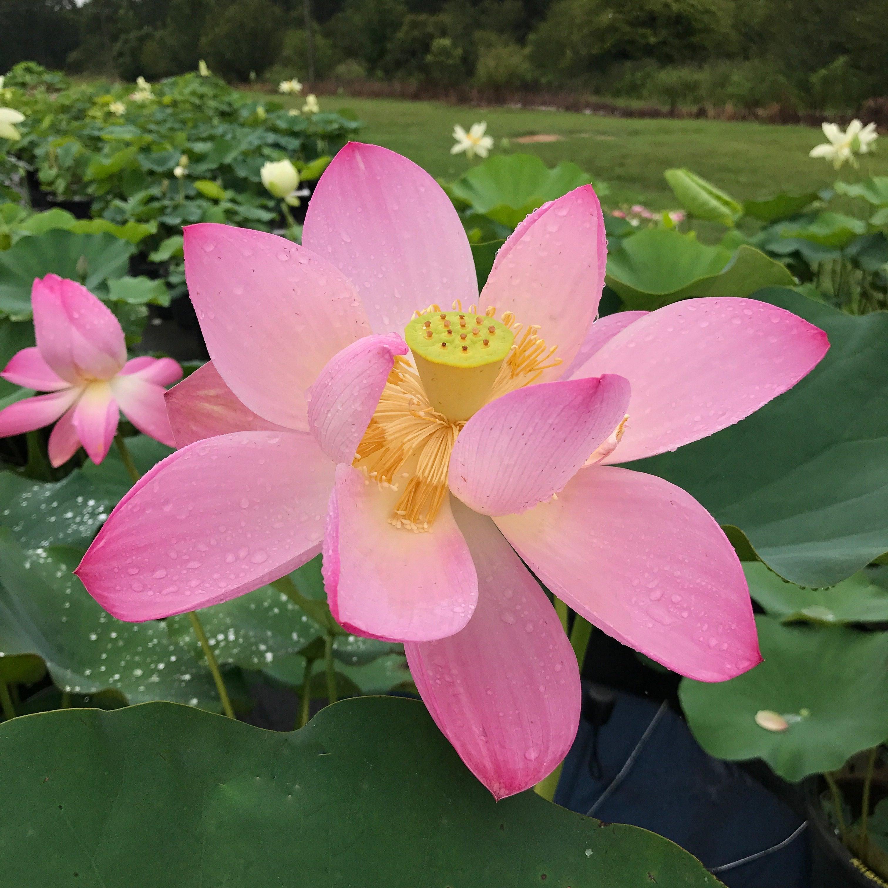 Pink-A-Licious - Sizzling Hot Pink Lotus (Bare Root) - Play It Koi