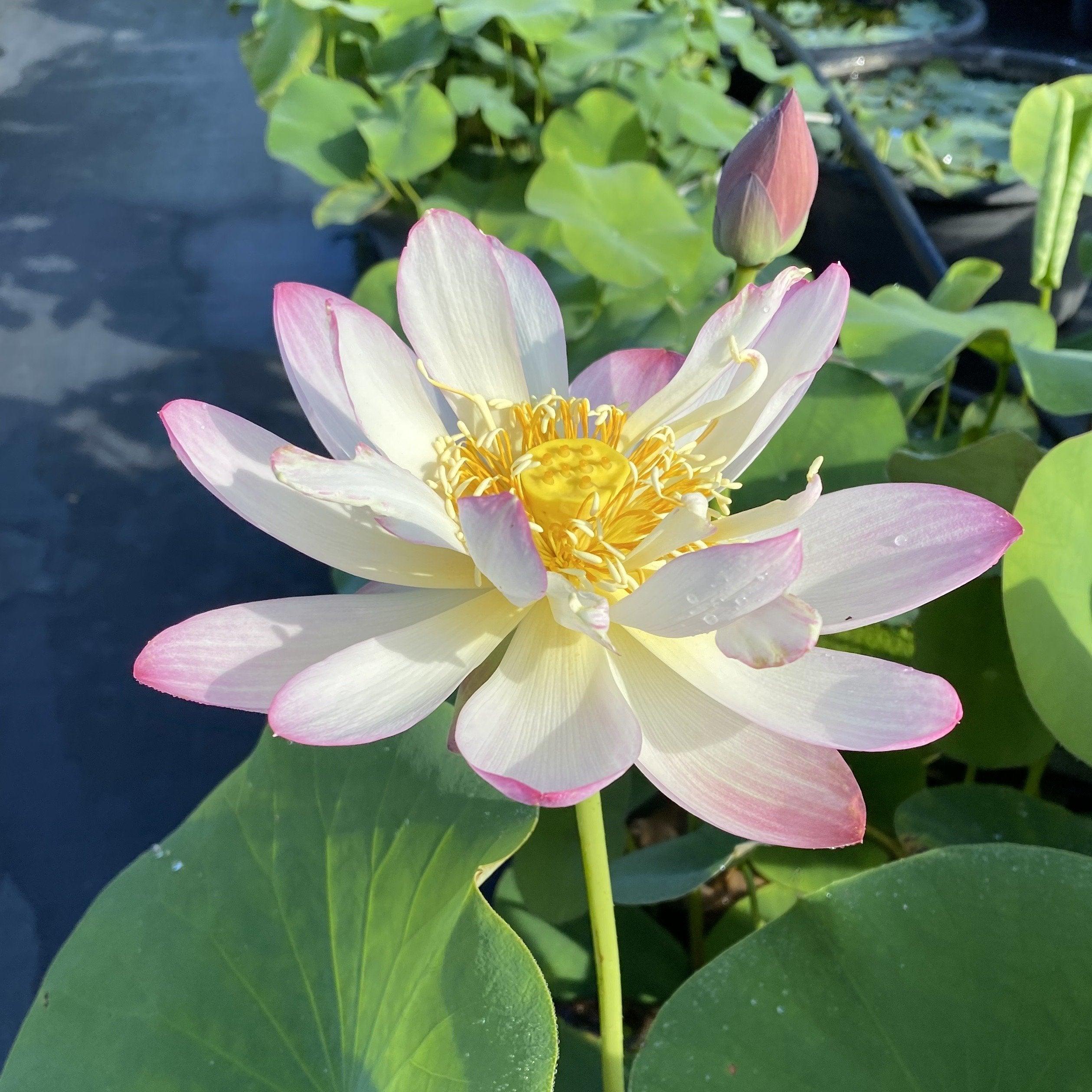 Pink and Gold - Classic Perfection Lotus (Bare Root) - Play It Koi