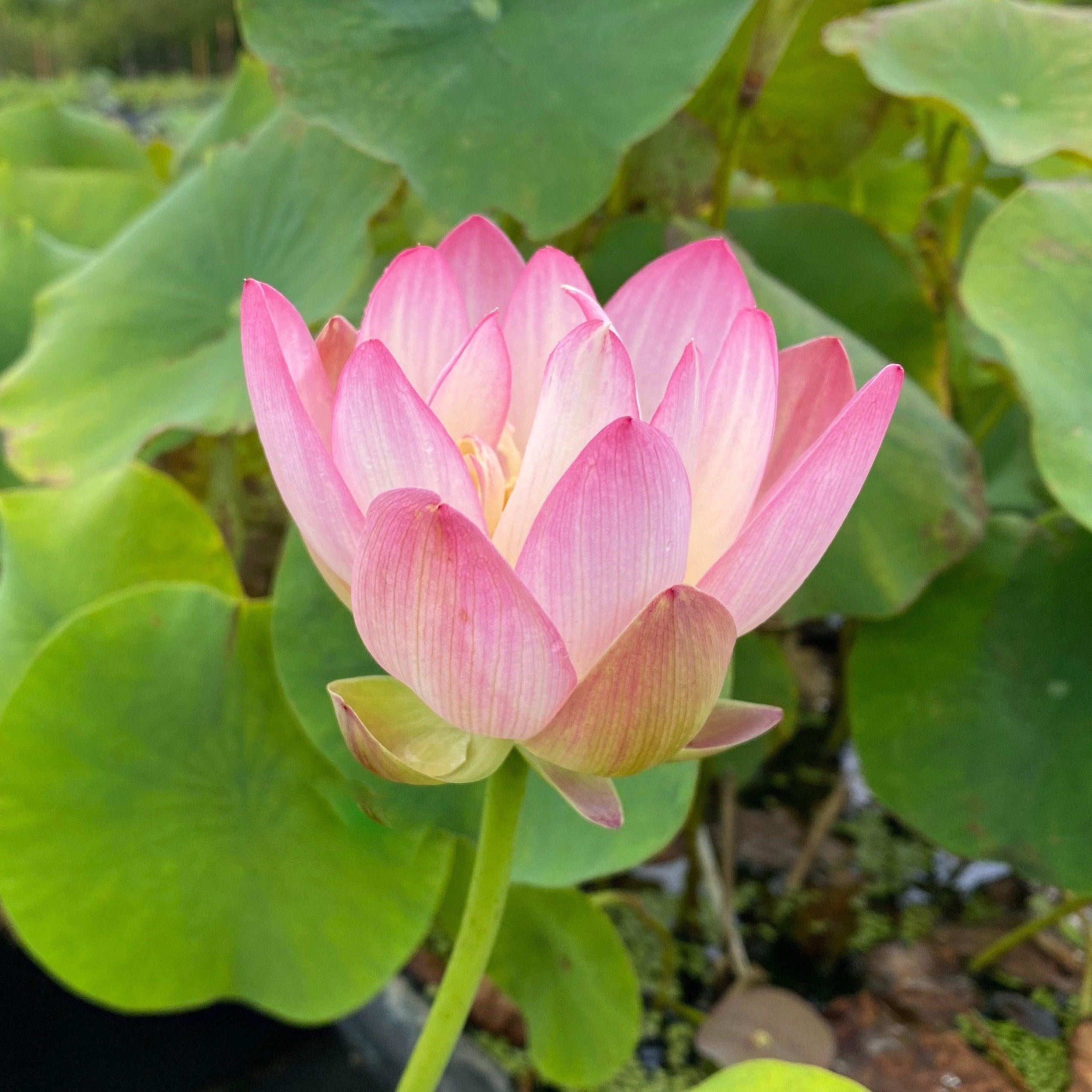 Pink and Gold - Classic Perfection Lotus (Bare Root) - Play It Koi