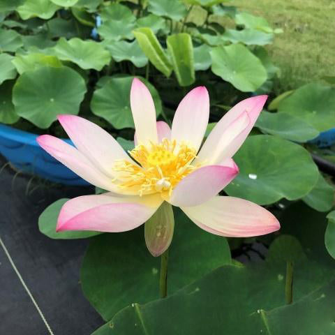 Pink and Gold - Classic Perfection Lotus (Bare Root) - Play It Koi