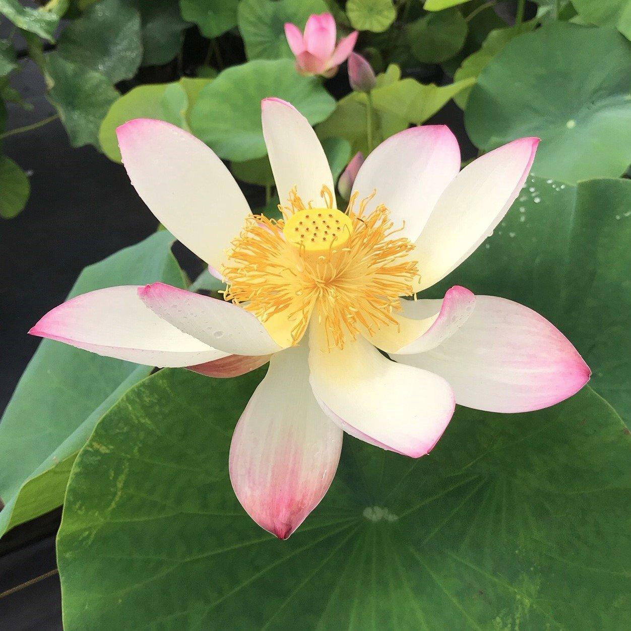 Pink and Gold - Classic Perfection Lotus (Bare Root) - Play It Koi