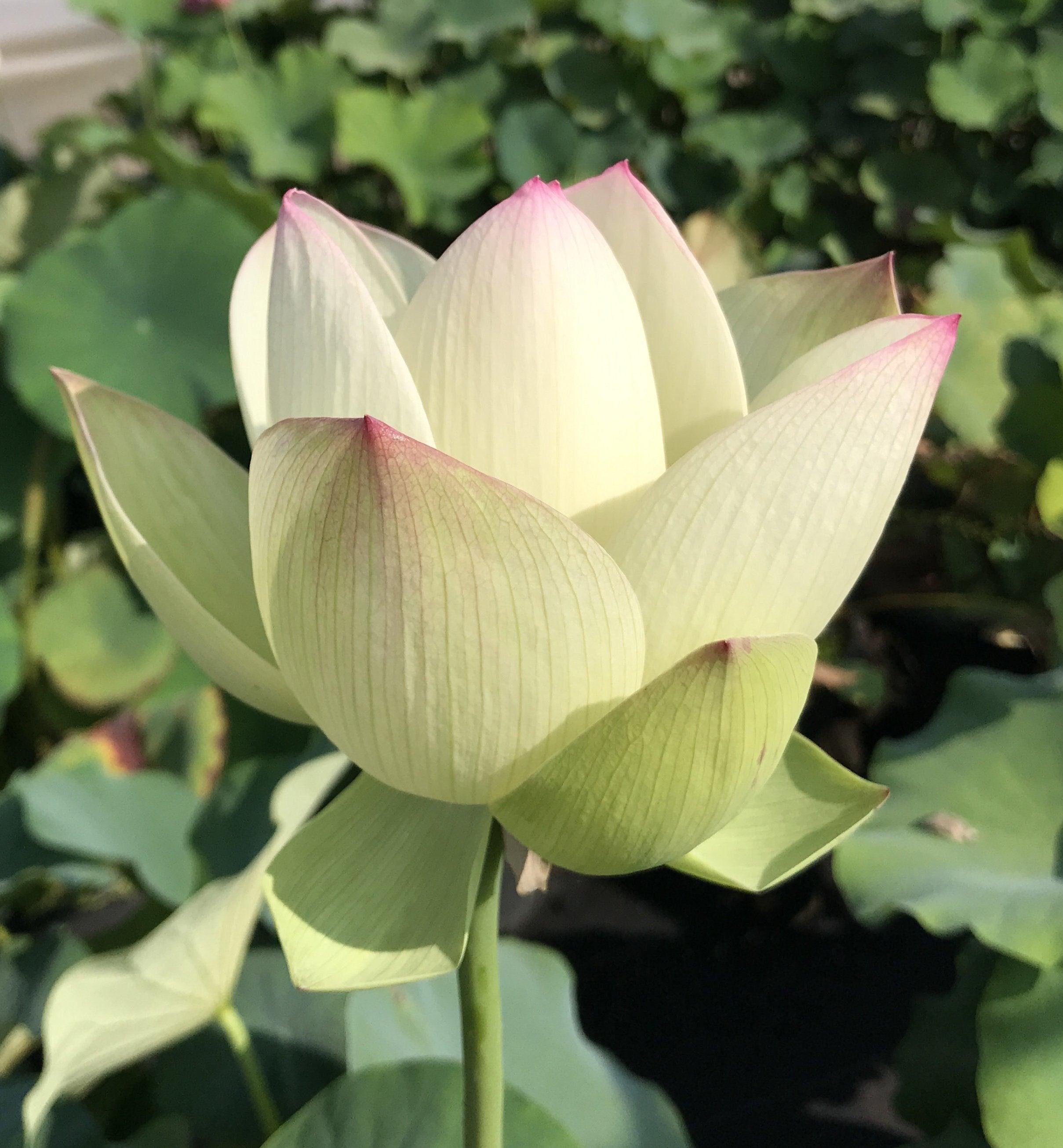 Pink Beauty - Green Petals Lotus (Bare Root) - Play It Koi