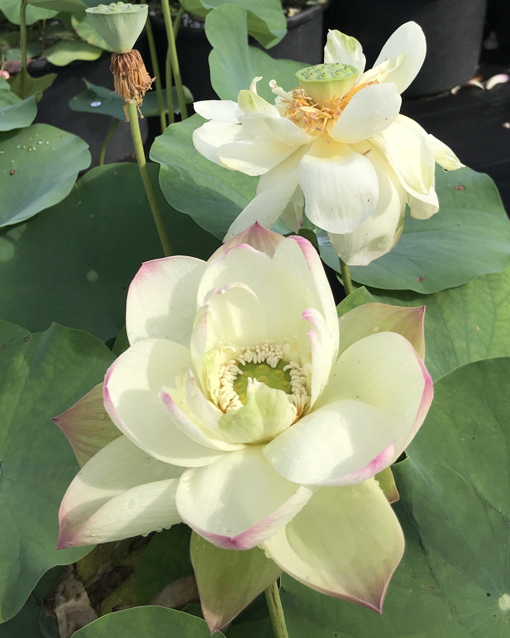 Pink Beauty - Green Petals Lotus (Bare Root) - Play It Koi