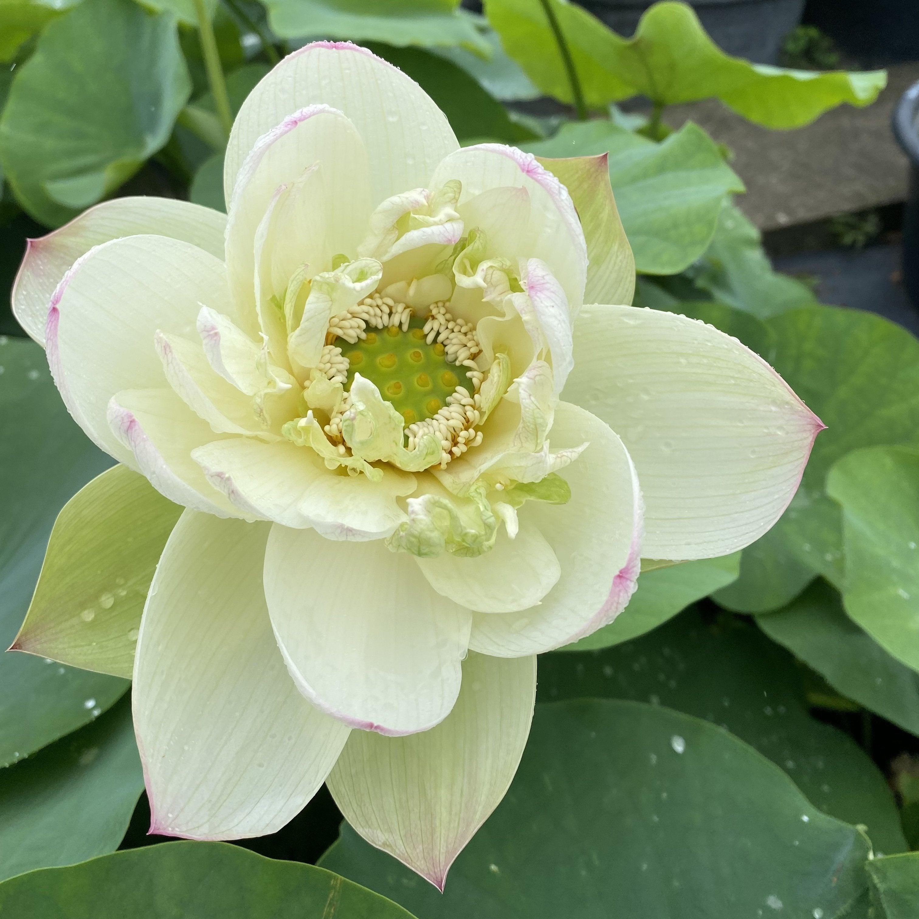 Pink Beauty - Green Petals Lotus (Bare Root) - Play It Koi