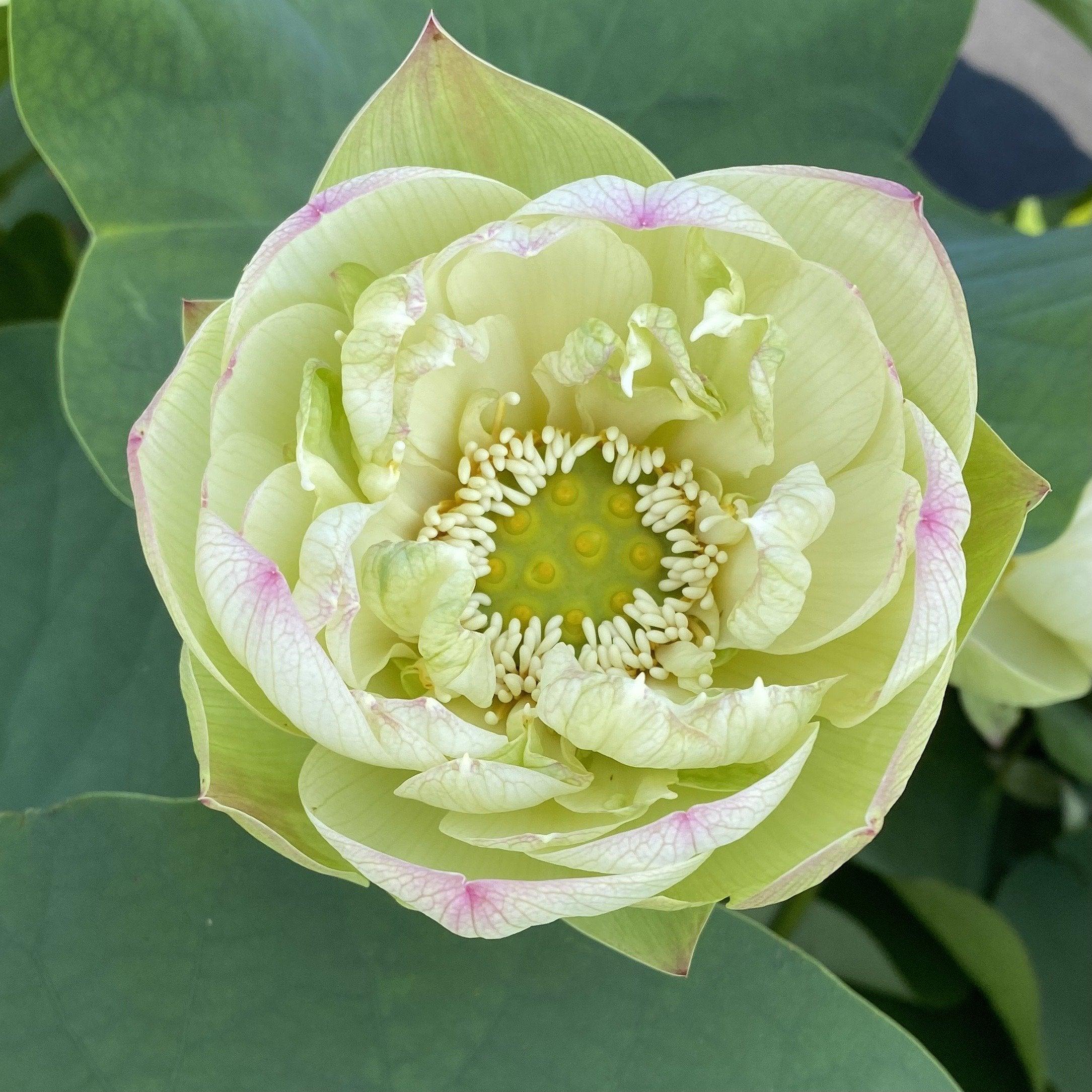 Pink Beauty - Green Petals Lotus (Bare Root) - Play It Koi