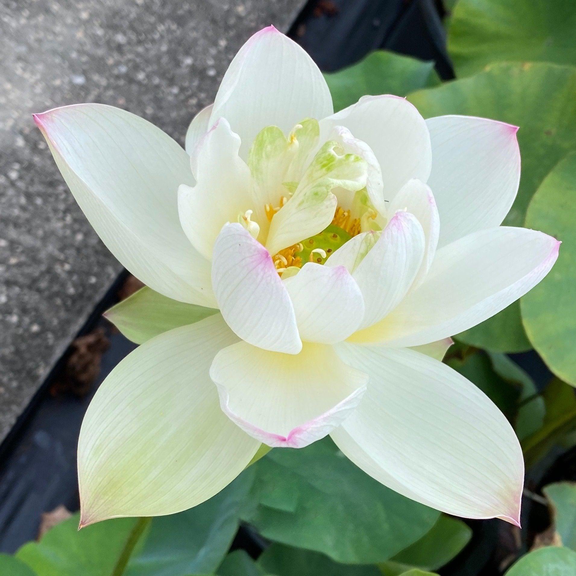 Pink Beauty - Green Petals Lotus (Bare Root) - Play It Koi