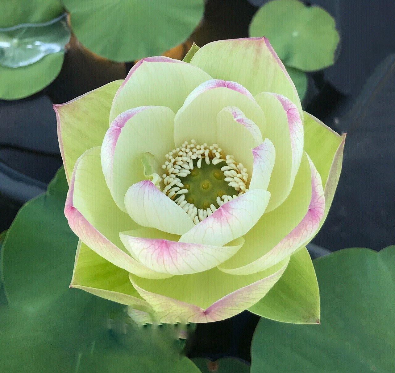 Pink Beauty - Green Petals Lotus (Bare Root) - Play It Koi